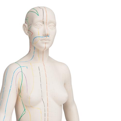 Male and Female acupuncture models, 3011922, Acupuncture Charts and Models