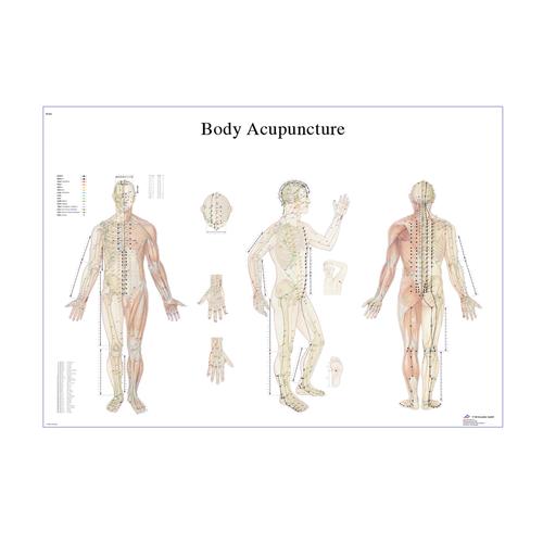English Female Acupuncture Points Chart