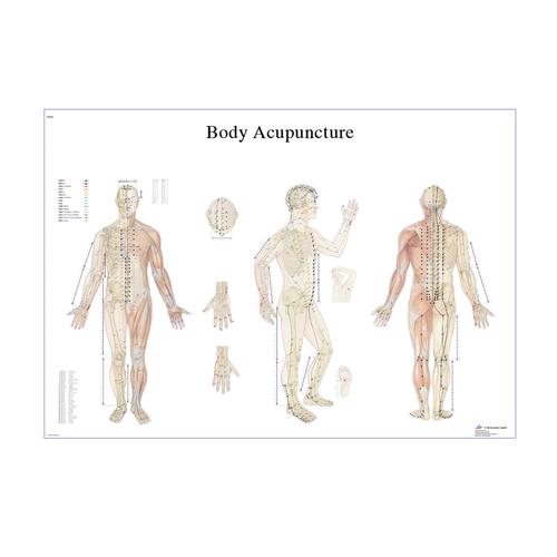 Female Acupuncture model with body and ear charts, 3011936, Acupuncture Charts and Models