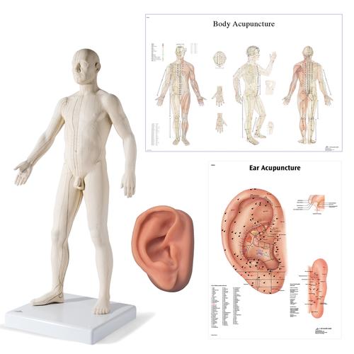 Male Acupuncture, R ear model, body and ear chart, 3011937, Acupuncture Charts and Models
