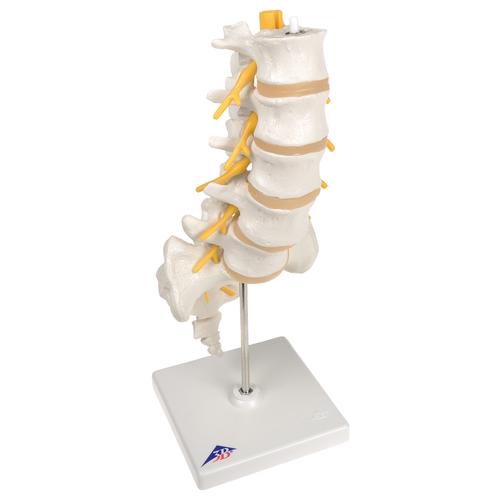 Lumbar Spinal Injection Set, 8000890 [3011955], Simulation Kits