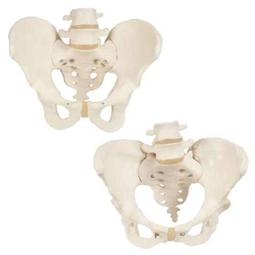 Anatomy Set Bone Pelvis, 8000838, Genital and Pelvis Models