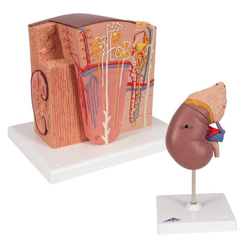 Kidney Set, 8000906, Anatomy Sets