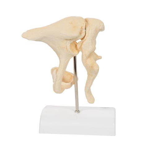Human Ossicle Model (BONElike), 20-times Magnified - 3B Smart Anatomy, 1009697 [A100], Ear Models