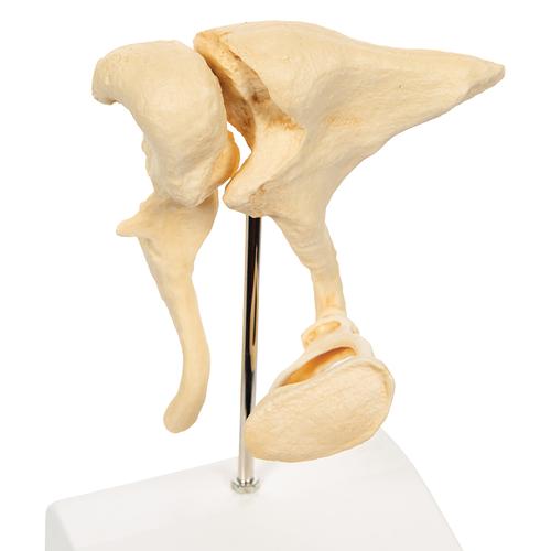 Human Ossicle Model (BONElike), 20-times Magnified - 3B Smart Anatomy, 1009697 [A100], Individual Bone Models