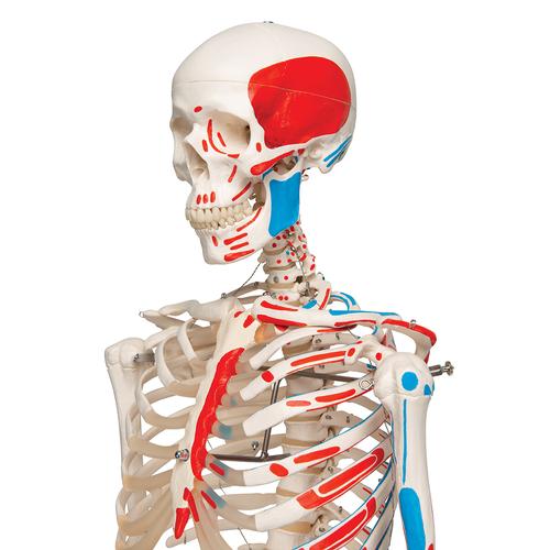 Human Skeleton Model Max with Painted Muscle Origins & Inserts - 3B Smart Anatomy, 1020173 [A11], Skeleton Models - Life size