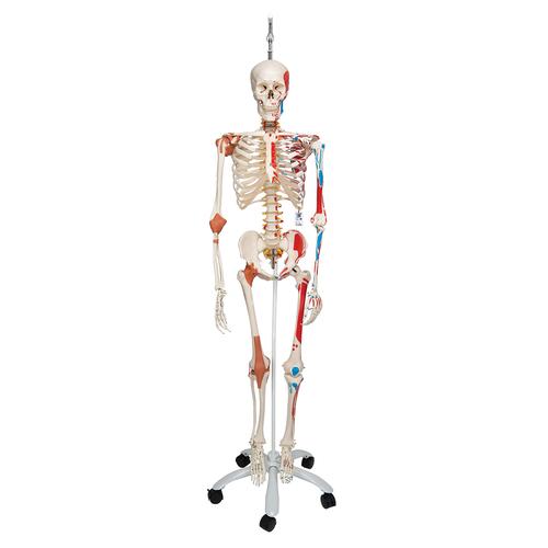 Human Skeleton Model Sam on Hanging Stand with Muscle & Ligaments - 3B Smart Anatomy, 1020177 [A13/1], Skeleton Models - Life size