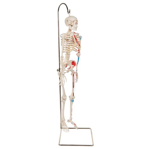 Mini Human Skeleton Shorty with Painted Muscles on Hanging Stand, Half Natural Size - 3B Smart Anatomy, 1000045 [A18/6], Mini Skeleton Models
