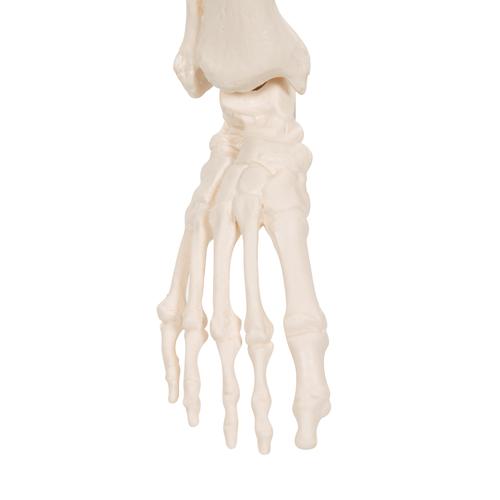 Mini Human Skeleton Model Shorty, Half Natural Size - 3B Smart Anatomy, 1000039 [A18], Mini Skeleton Models