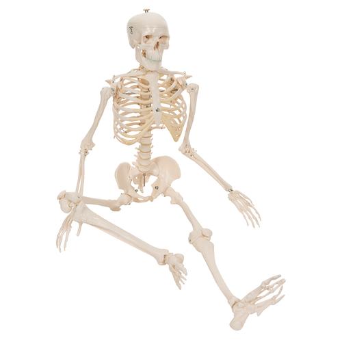 Mini Human Skeleton Model Shorty, Half Natural Size - 3B Smart Anatomy, 1000039 [A18], Mini Skeleton Models