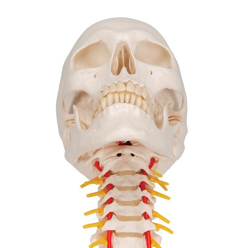 Human Skull Model on Cervical Spine, 4 part - 3B Smart Anatomy, 1020160 [A20/1], Human Spine Models