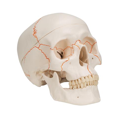 Human Classic Skull Model, 3 part - 3B Smart Anatomy, 1020165 [A21], Human Skull Models