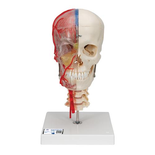 BONElike Human Skull Model, Half Transparent & Half Bony, Complete with Brain & Vertebrae - 3B Smart Anatomy, 1000064 [A283], Human Skull Models