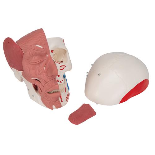 Human Skull with Facial Muscles - 3B Smart Anatomy, 1020181 [A300], Human Skull Models