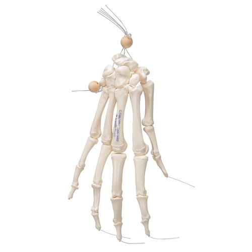 Human Hand Skeleton Model, Loosely on Nylon String - 3B Smart Anatomy, 1019368 [A40/2], Arm and Hand Skeleton Models