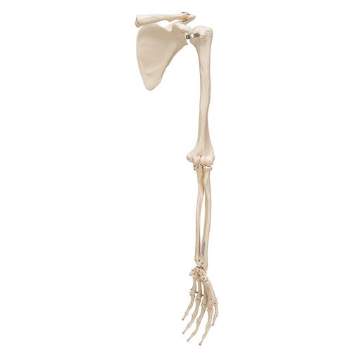 Human Arm Skeleton Model with Scapula & Clavicle - 3B Smart Anatomy, 1019377 [A46], Arm and Hand Skeleton Models