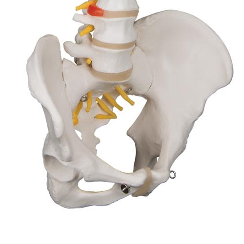 Classic Flexible Human Spine Model - 3B Smart Anatomy, 1000121 [A58/1], Human Spine Models