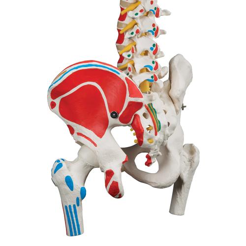 Classic Human Flexible Spine Model with Femur Heads & Painted Muscles - 3B Smart Anatomy, 1000123 [A58/3], Human Spine Models