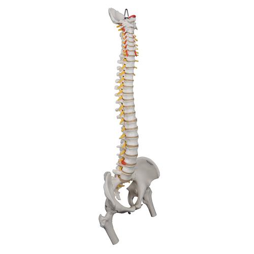 Highly Flexible Human Spine Model, Mounted on a Flexible Core, with Femur Heads - 3B Smart Anatomy, 1000131 [A59/2], Human Spine Models