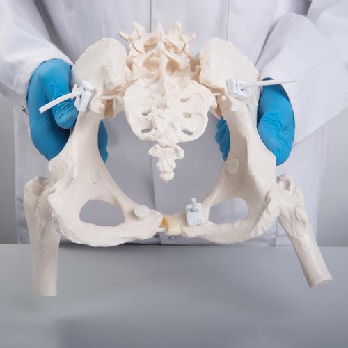 Flexible Human Female Pelvis Model with Femur Heads - 3B Smart Anatomy, 1019865 [A62/1], Genital and Pelvis Models