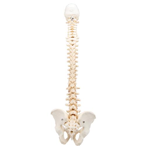 BONElike Human Vertebral Column Model - 3B Smart Anatomy, 1000157 [A794], Human Spine Models