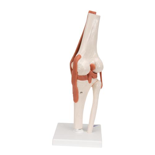 Functional Human Knee Joint Model with Ligaments - 3B Smart Anatomy, 1000163 [A82], Joint Models