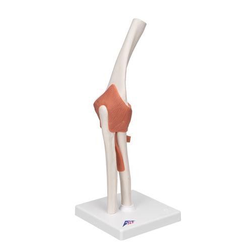 Functional Human Elbow Joint Model with Ligaments - 3B Smart Anatomy, 1000165 [A83], Joint Models