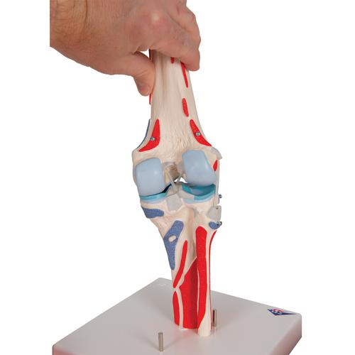 Human Knee Joint Model with Removable Muscles, 12 part - 3B Smart Anatomy, 1000178 [A882], Muscle Models