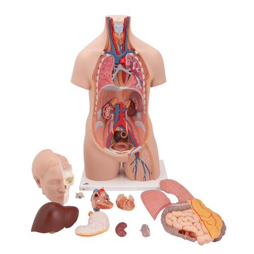 Human Torso Model Life Size Torso Model Anatomical Teaching Torso Unisex Torso 12 Part Torso