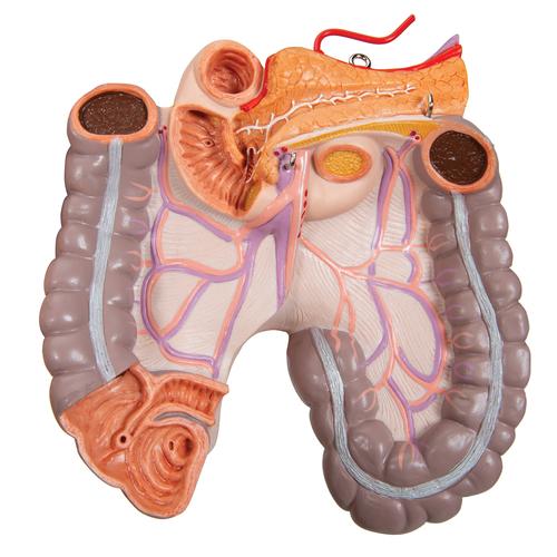 Classic Unisex Human Torso Model, 16 part - 3B Smart Anatomy, 1000188 [B11], Human Torso Models