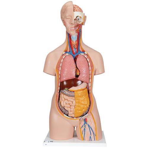 Classic Unisex Human Torso Model, 14 part - 3B Smart Anatomy, 1000190 [B13], Human Torso Models