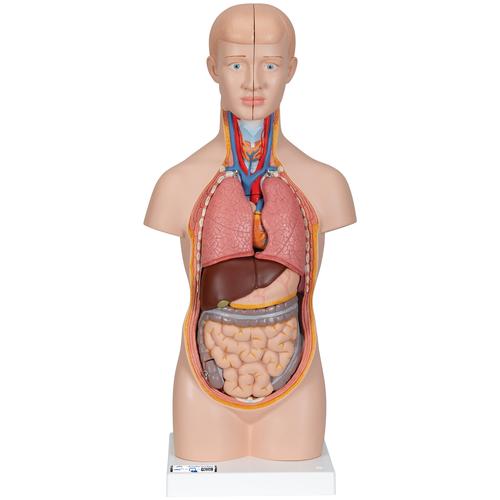 Mini Human Torso Model, 12 part - 3B Smart Anatomy, 1000195 [B22], Human Torso Models