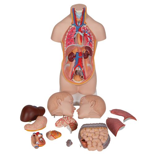 Mini Human Torso Model, 12 part - 3B Smart Anatomy, 1000195 [B22], Human Torso Models