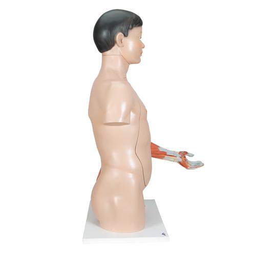 Life-Size Asian Dual Sex Human Torso Model with Muscular Arm, 33 part - 3B Smart Anatomy, 1000204 [B41], Human Torso Models