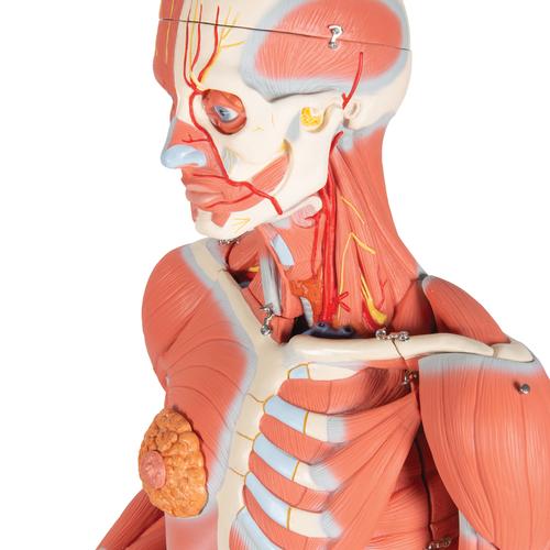 3/4 Life-Size Female Human Muscle Model without Internal Organs on Metal Stand, 23 part - 3B Smart Anatomy, 1013882 [B51], Muscle Models