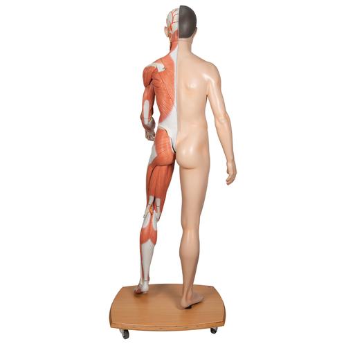 Life-Size Dual Sex Asian Human Figure, Half Side with Muscles, 39 part - 3B Smart Anatomy, 1000208 [B52], Muscle Models