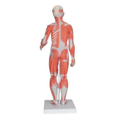 1 2 Life Size Complete Human Dual Sex Muscle Model 33