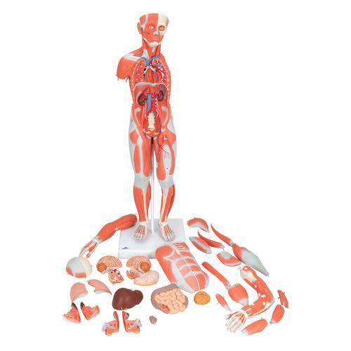 1/2 Life-Size Complete Human Dual Sex Muscle Model, 33 part - 3B Smart Anatomy, 1019231 [B55], Muscle Models