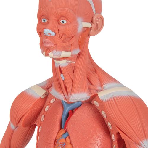 1/3 Life-Size Human Muscle Figure, 2 part - 3B Smart Anatomy, 1000212 [B59], Muscle Models