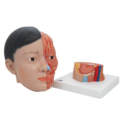 Asian Deluxe Head Model with Neck, 4 part - 3B Smart Anatomy, 1000215 [C06], Head Models