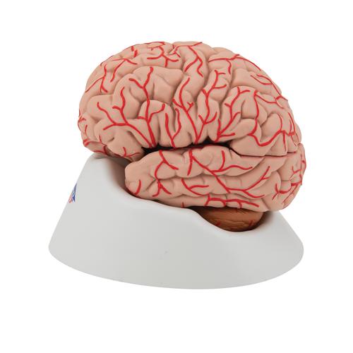 Human Brain Model with Arteries, 9 part - 3B Smart Anatomy, 1017868 [C20], Brain Models