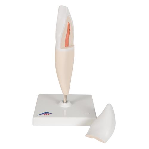 Lower Incisor Human Tooth Model, 2 part - 3B Smart Anatomy, 1000240 [D10/1], Replacements
