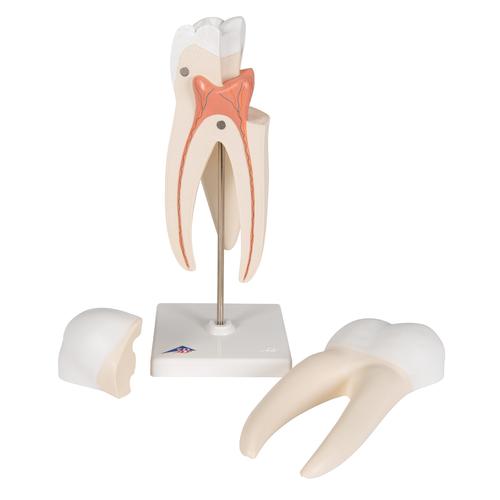 Upper Triple-Root Molar Human Tooth Model, 3 part - 3B Smart Anatomy, 1017580 [D10/5], Replacements
