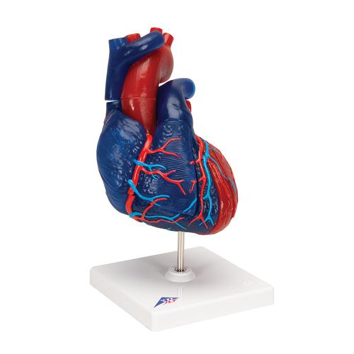 Life-Size Human Heart Model, 5 parts - 3B Smart Anatomy, 1010007 [G01/1], Human Heart Models