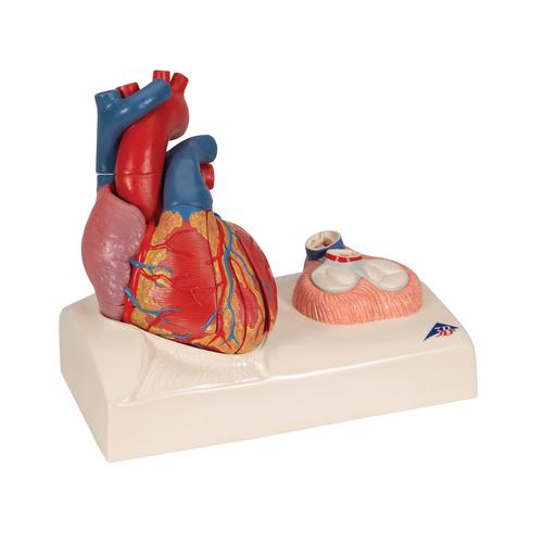 Life-Size Human Heart Model, 5 parts with Representation of Systole - 3B Smart Anatomy, 1010006 [G01], Human Heart Models