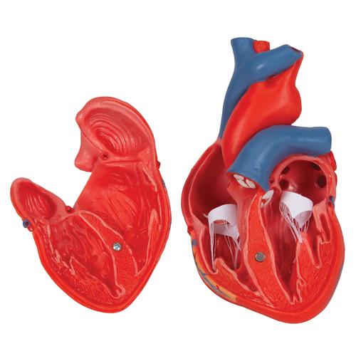 Classic Human Heart Model, 2 part - 3B Smart Anatomy, 1017800 [G08], Human Heart Models