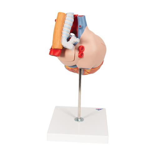 Human Heart Model with Esophagus and Trachea, 2 times Life-Size, 5 part - 3B Smart Anatomy, 1000269 [G13], Human Heart Models