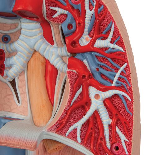 Human Lung Model with Larynx, 7 part - 3B Smart Anatomy, 1000270 [G15], Lung Models