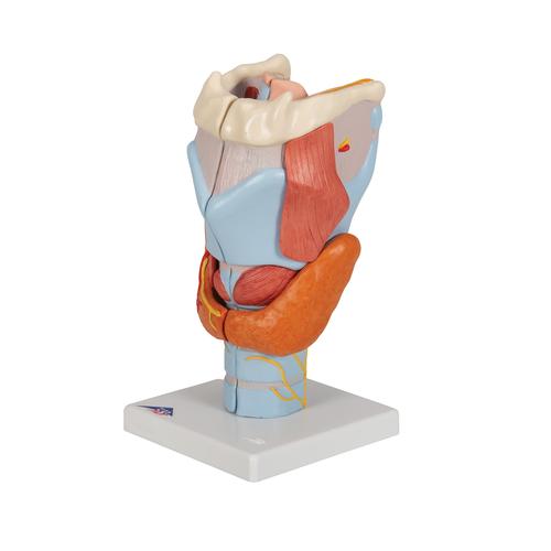Human Larynx Model, 2 times Full-Size, 7 part - 3B Smart Anatomy, 1000272 [G21], Ear Models