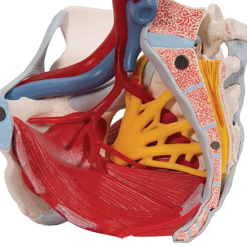 Human Female Pelvis Skeleton Model with Ligaments, Vessels, Nerves, Pelvic Floor Muscles & Organs, 6 part - 3B Smart Anatomy, 1000288 [H20/4], Genital and Pelvis Models